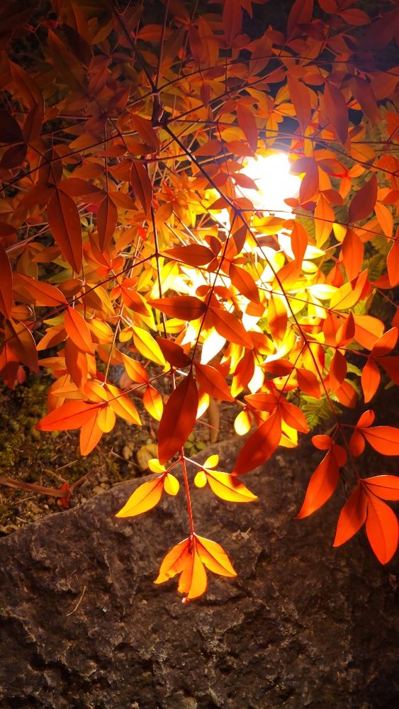 Crimson Illumination