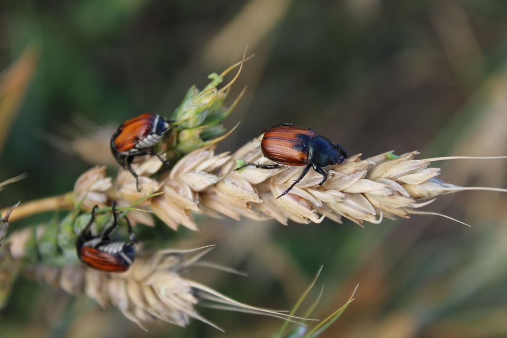Photograph by Елена Коробченко