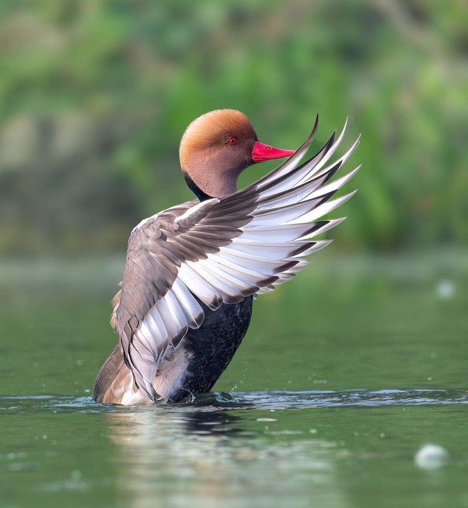 Red Crested Pochard