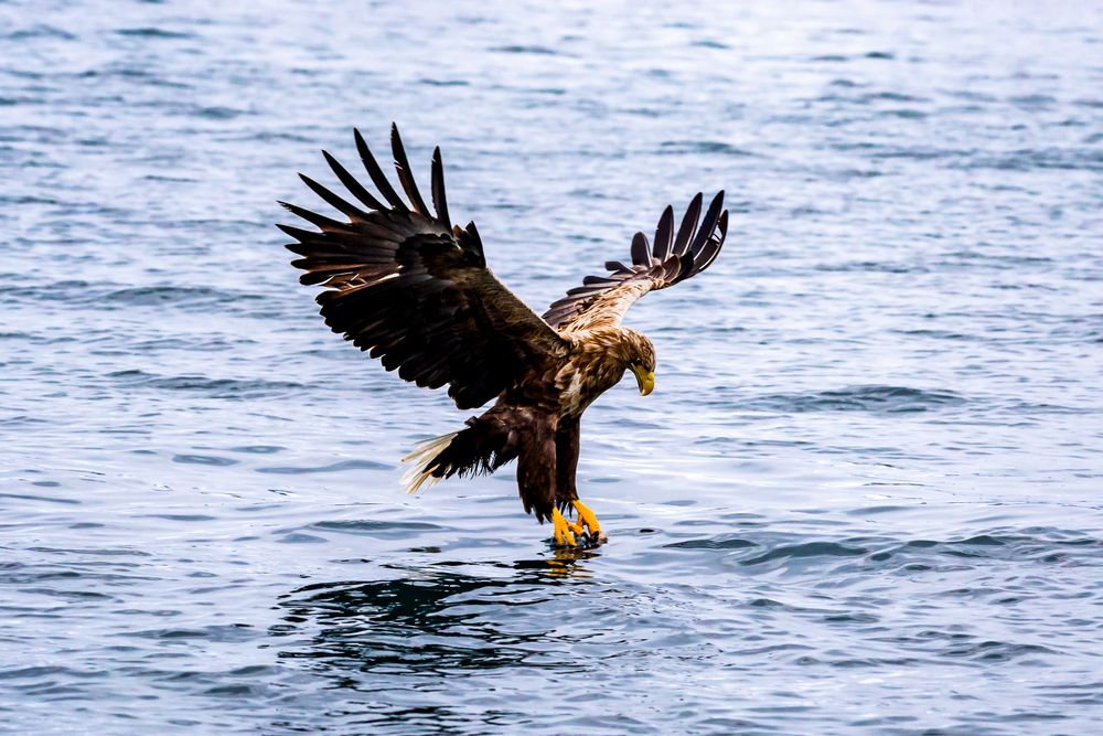 Photograph by Irina Condurachi