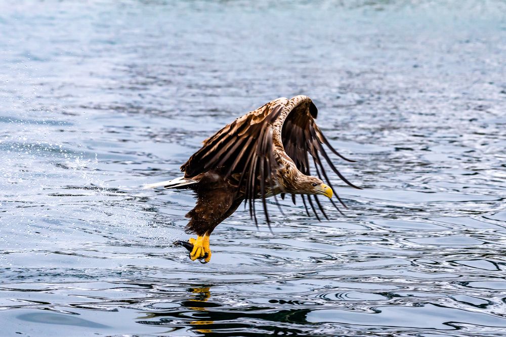 Photograph by Irina Condurachi