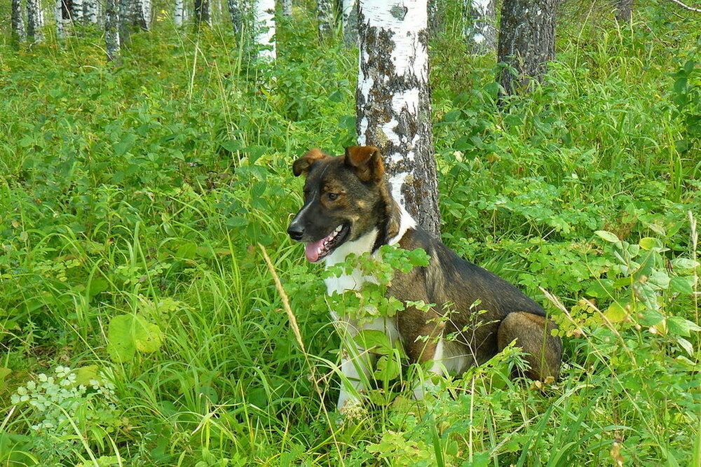 Шарик