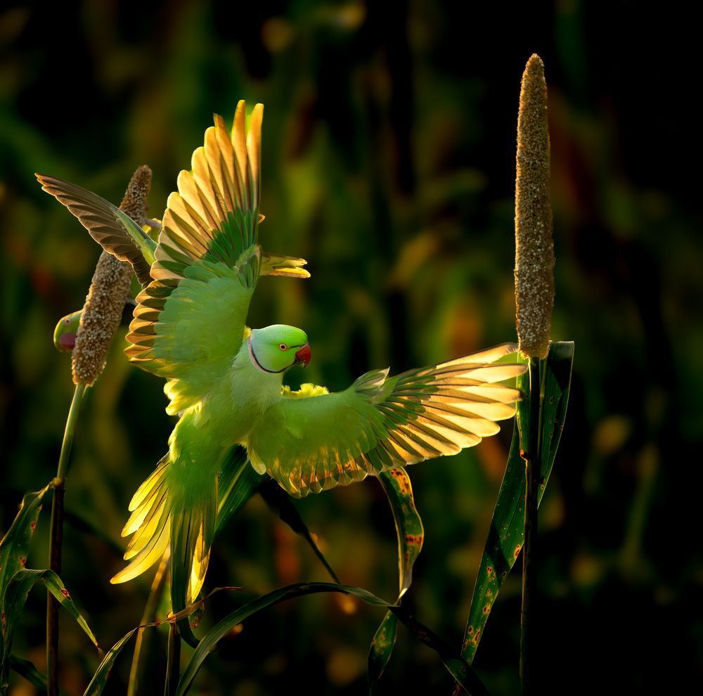 Parakeet in Backlit