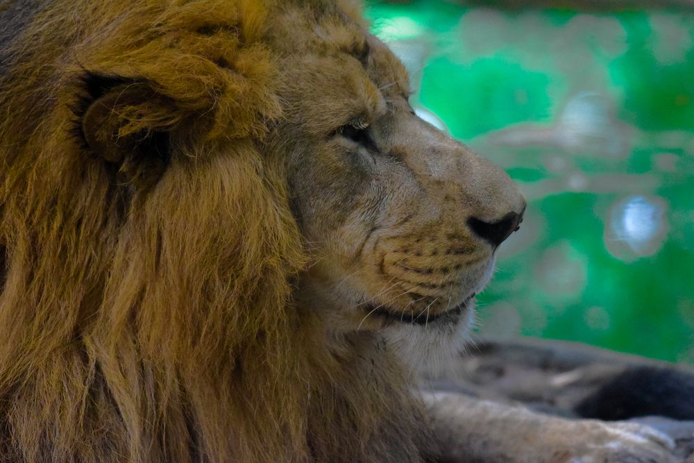 LEO