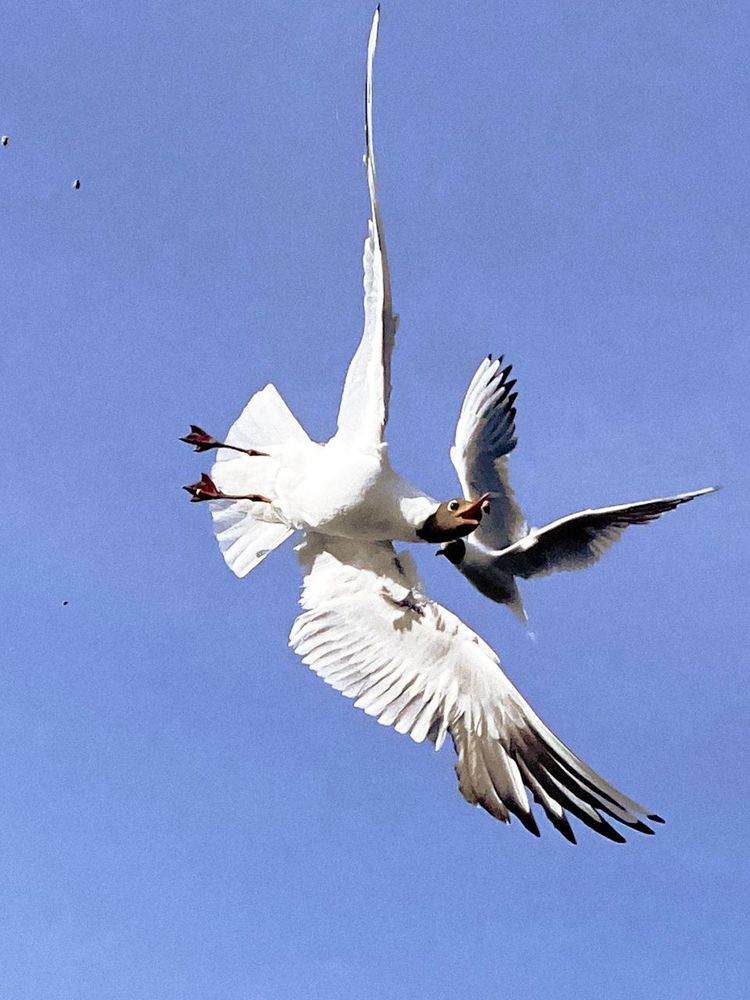 Photograph by Анастасия Гульванюк