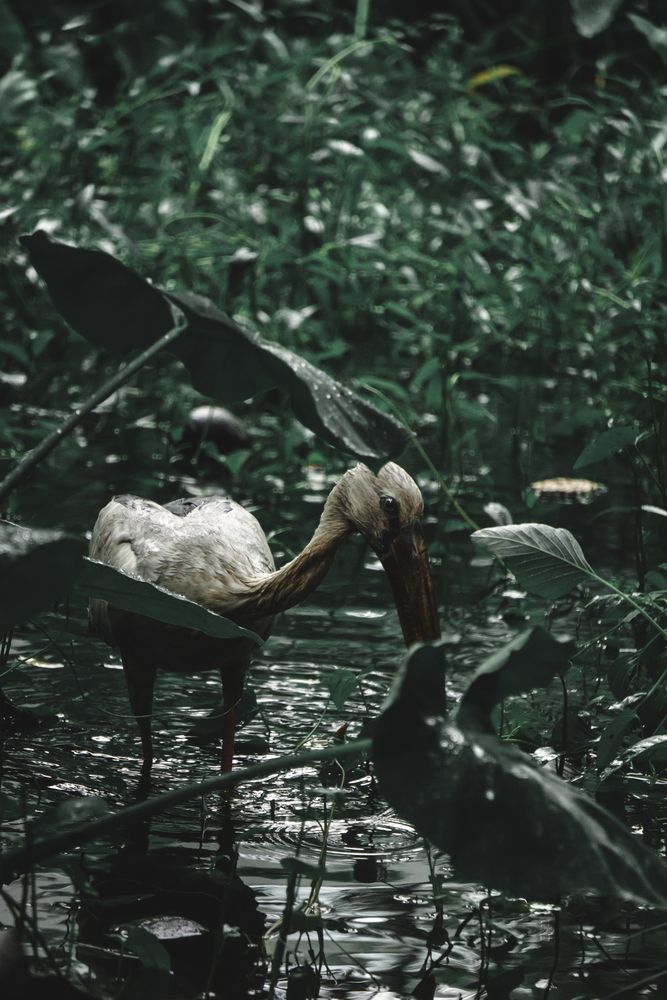 Photograph by Ratheesh Aadithiya