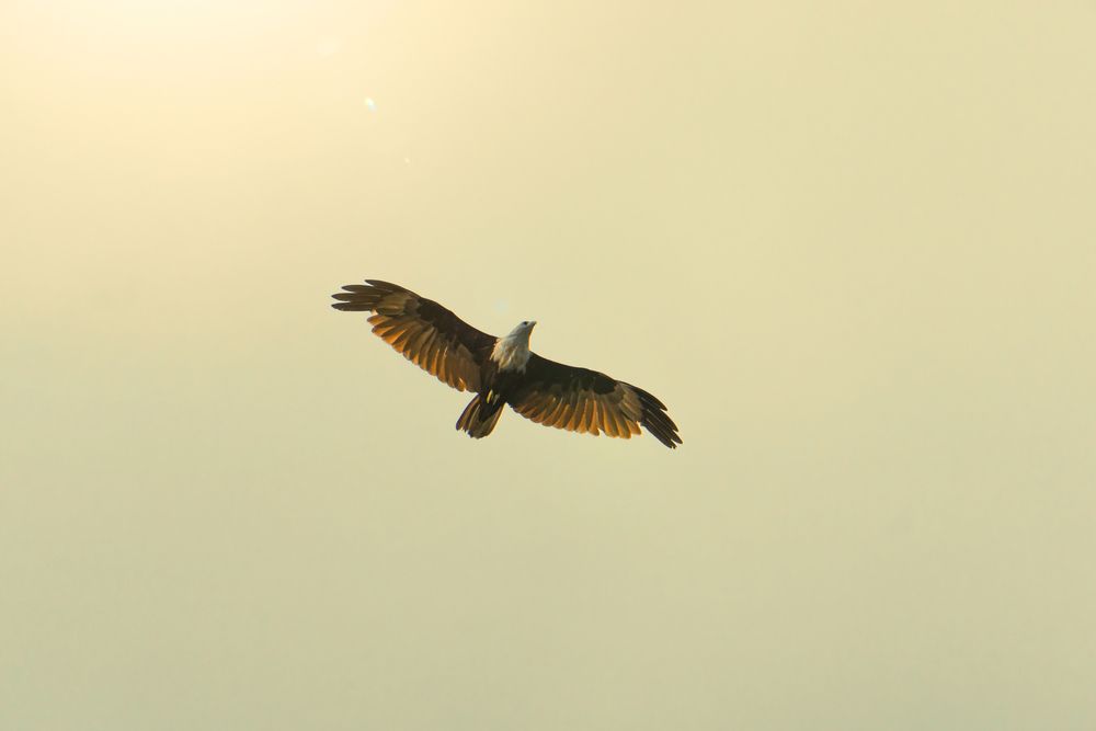 Photograph by Ratheesh Aadithiya