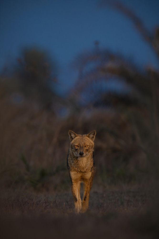 Golden Jackal