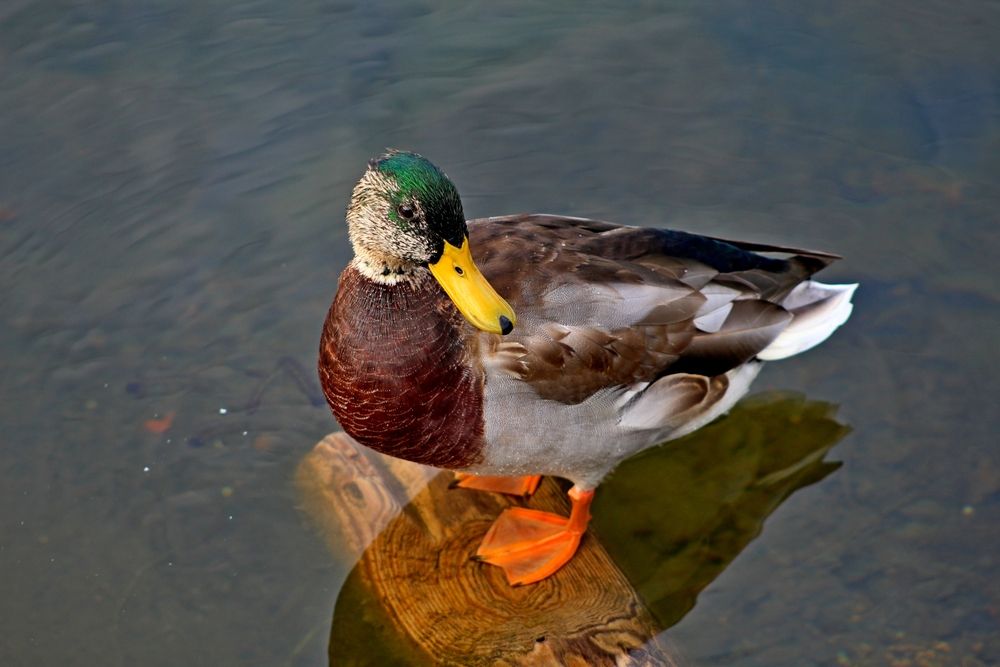 Photograph by Юлия Иванова