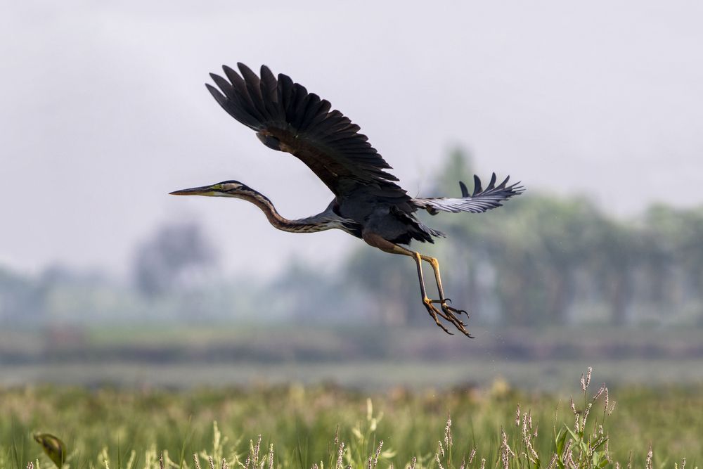 Photograph by RUPAM DAS