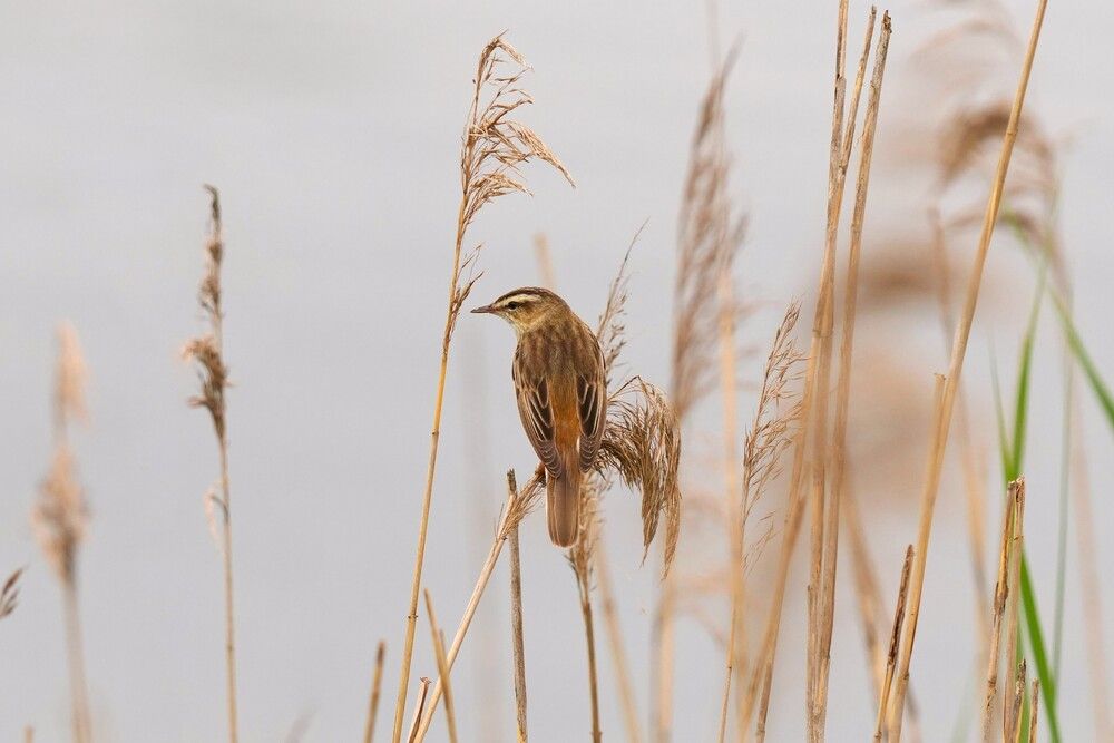 Acrocephalus schoenobaenus.