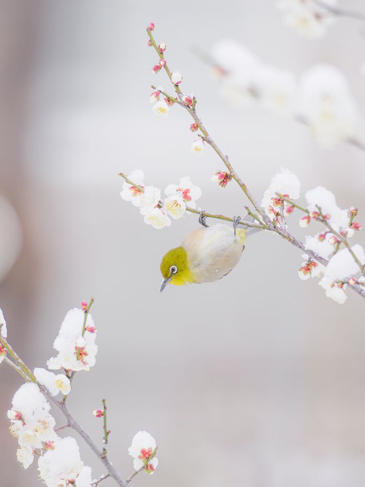 Photograph by Asahina Akira