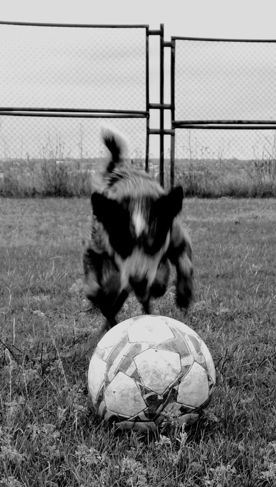 Focus on the Goal