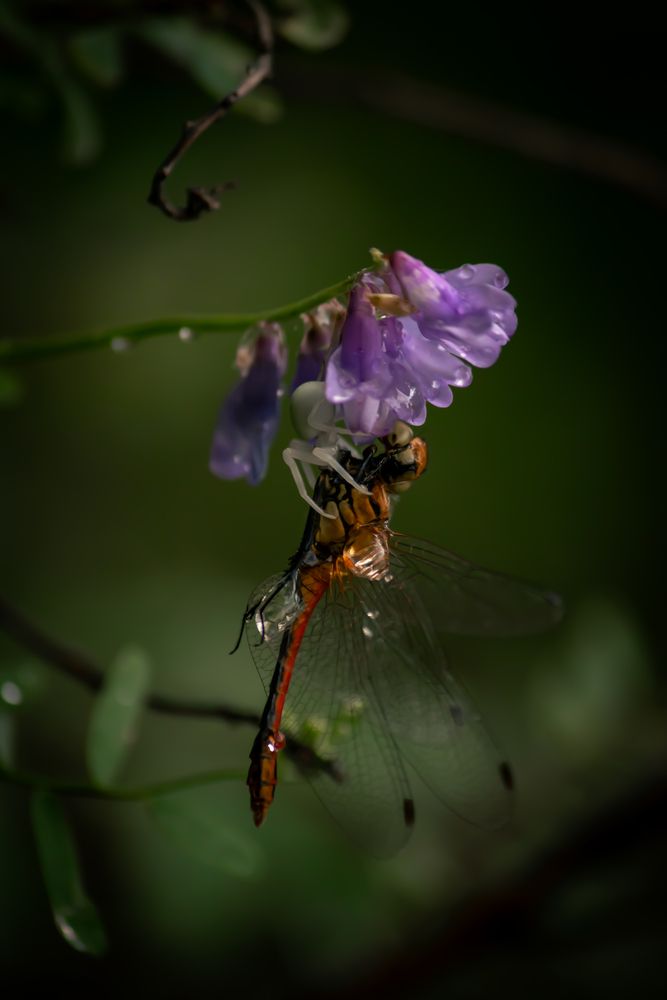 Photograph by Софья Гелевера