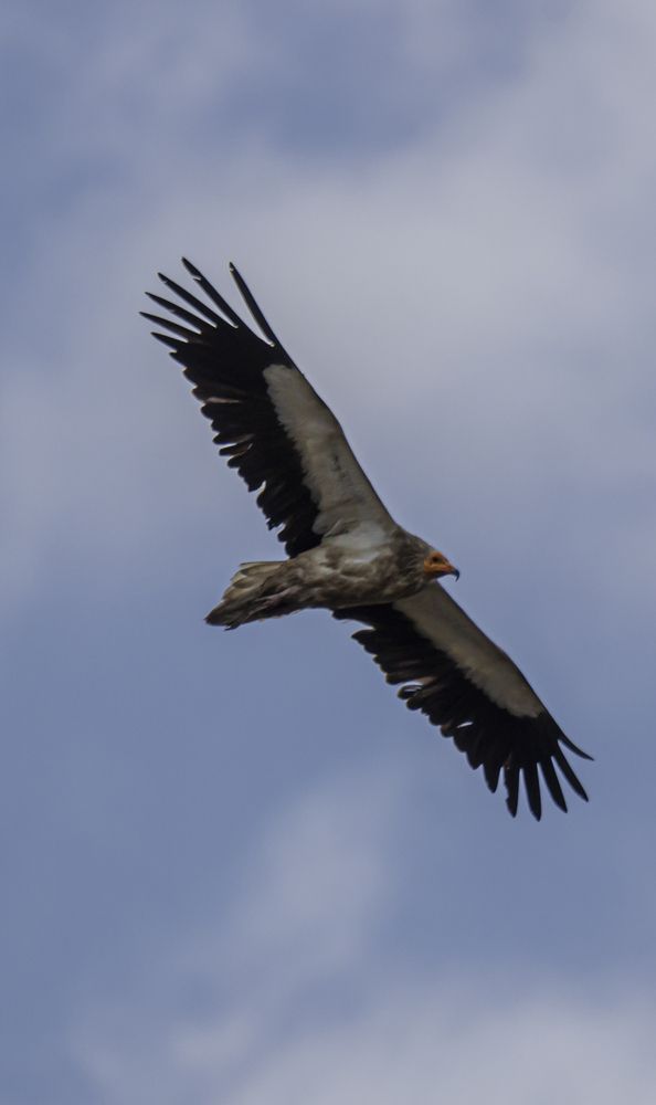 Photograph by Юлия Шурандина