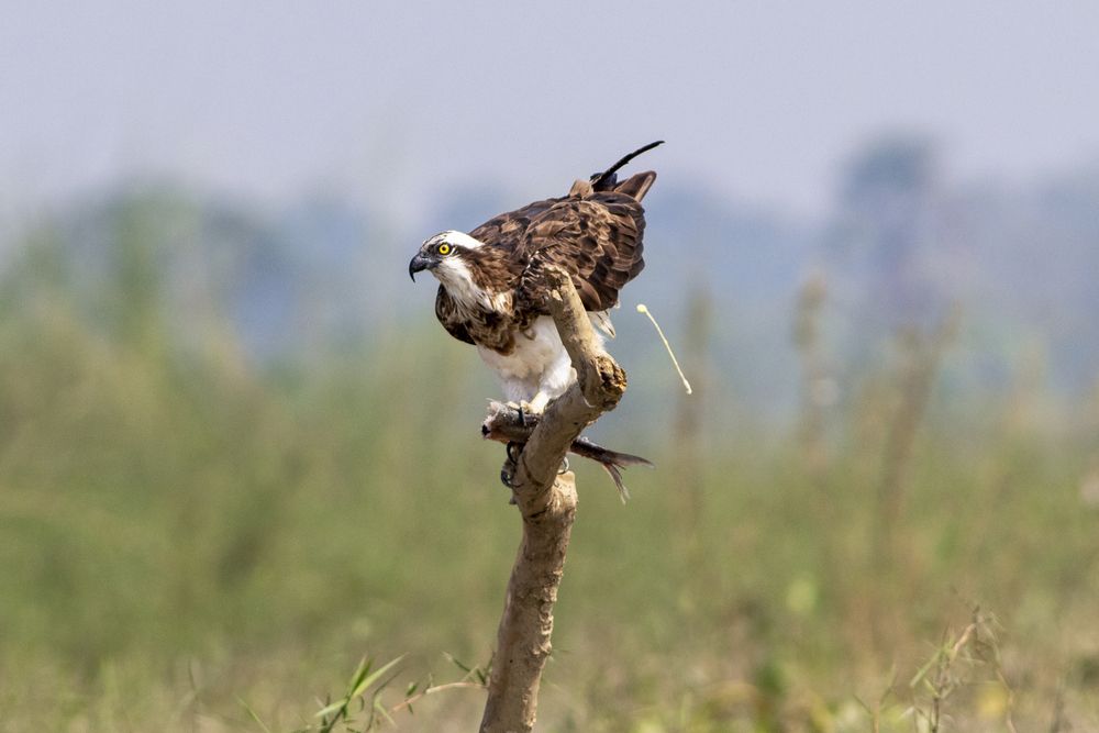 Photograph by RUPAM DAS