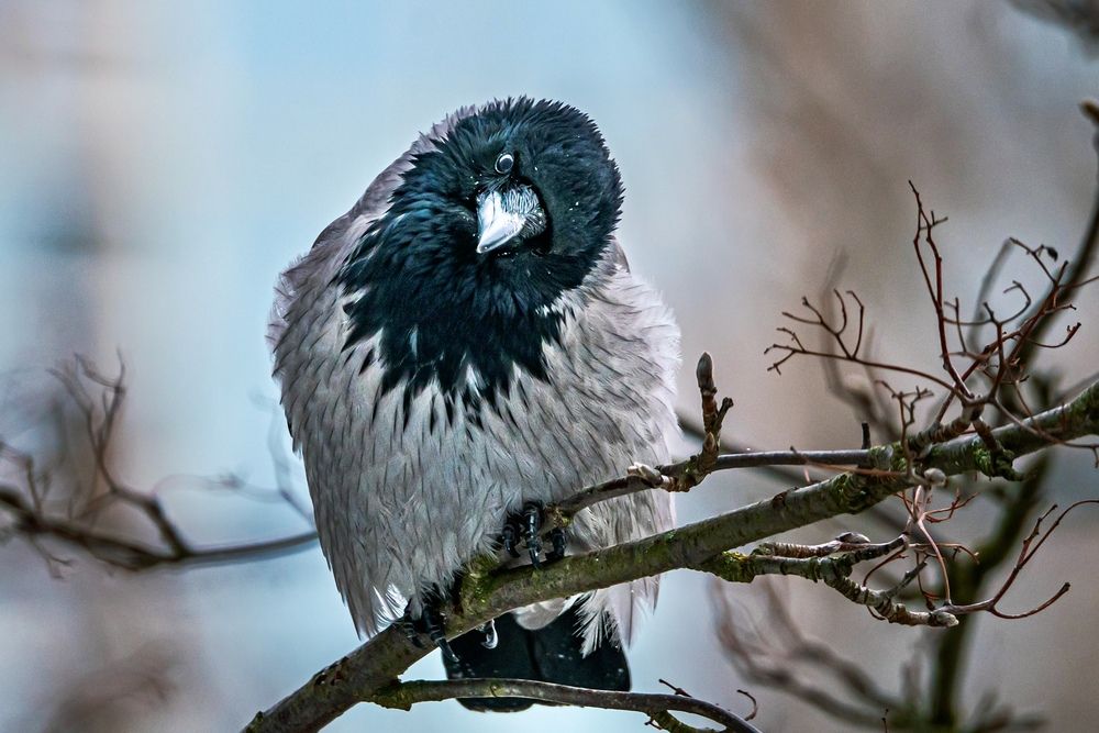 Фотография автора Ivanova Helena