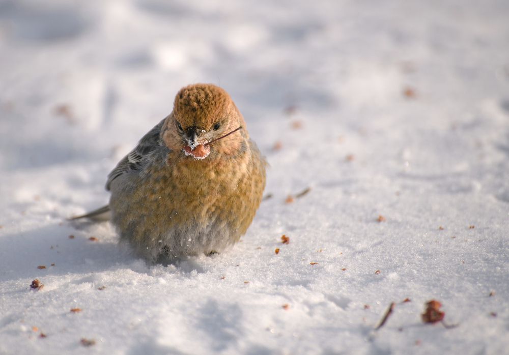 Photograph by Странник