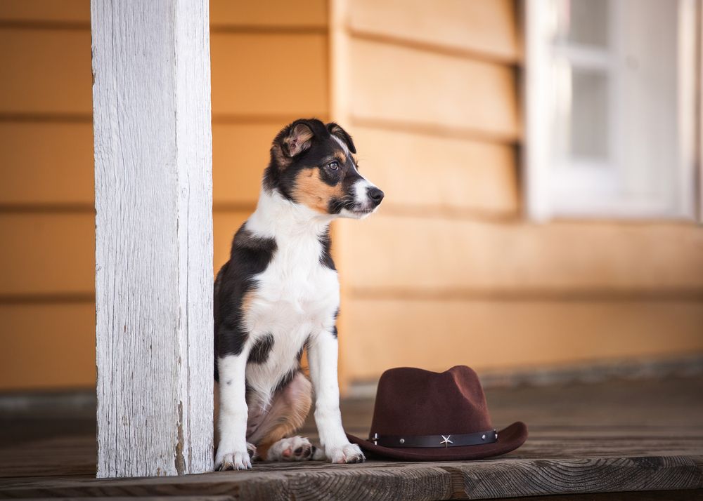 Little Sheriff
