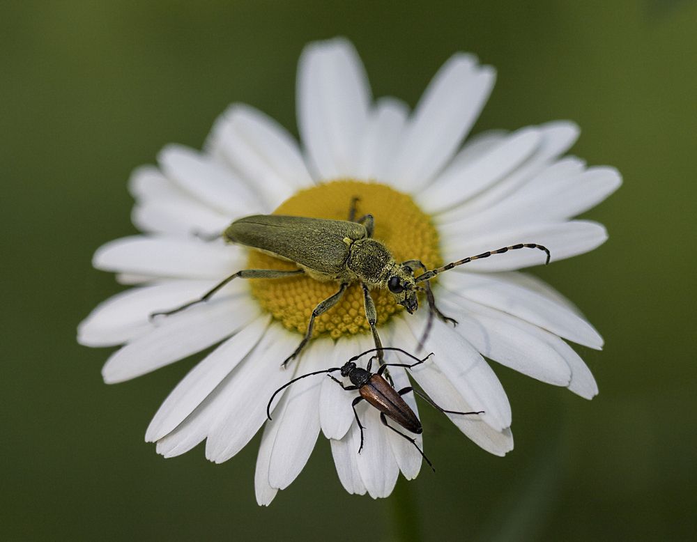 Фотография автора Andrey Pristyazhnyuk