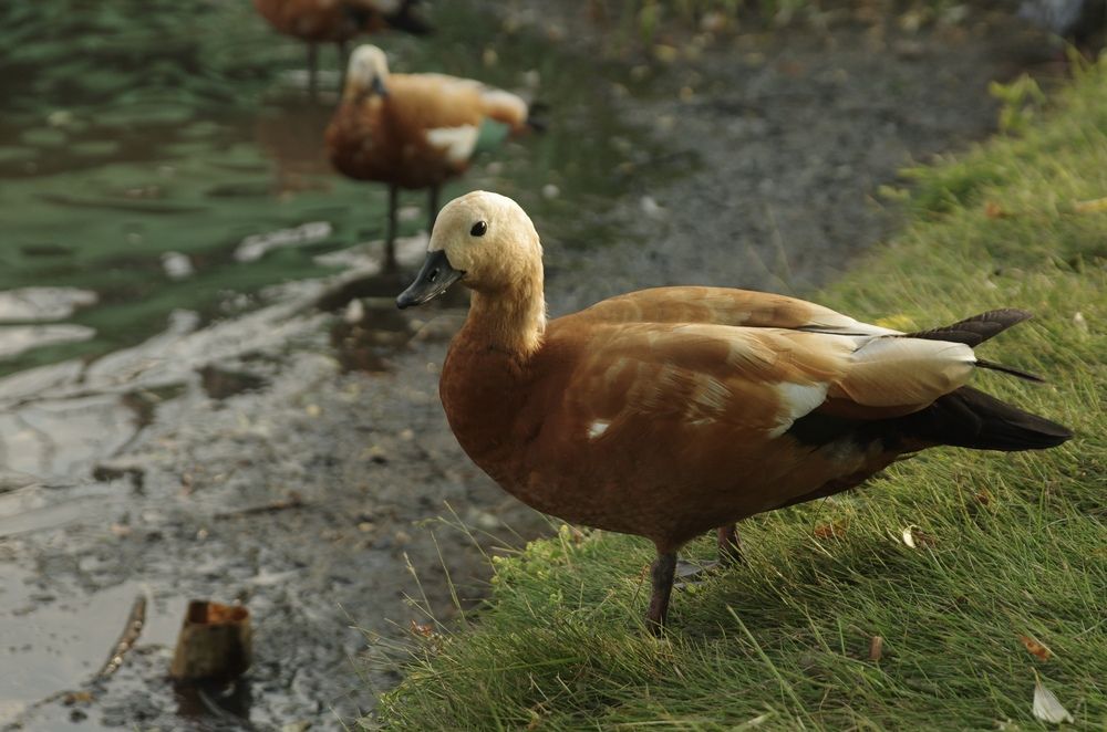 Photograph by Кирилл Корякин