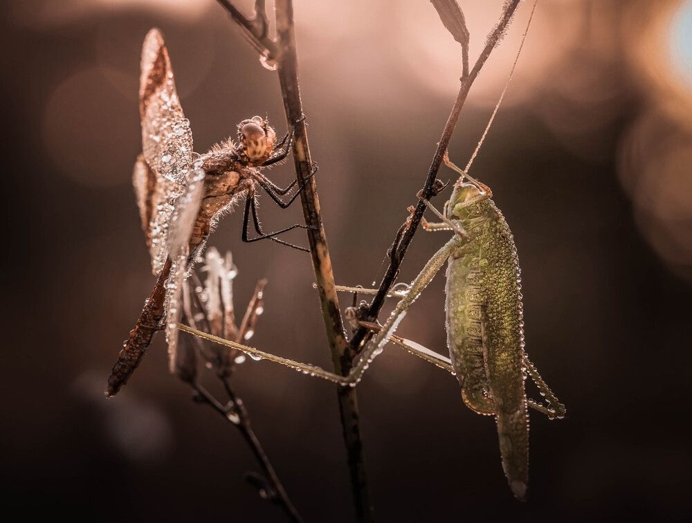 Photograph by Lapshina Vladlena