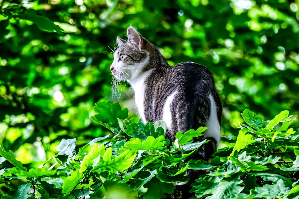 Guardian of the Oak