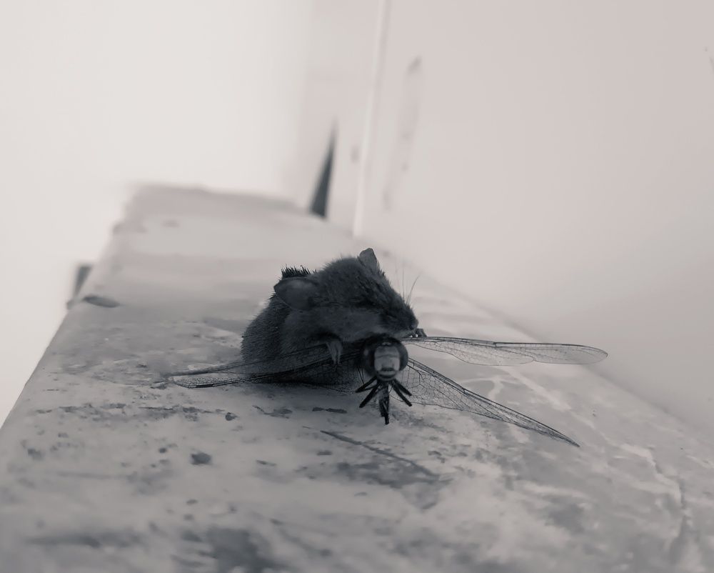 Photograph by Омут Жаб