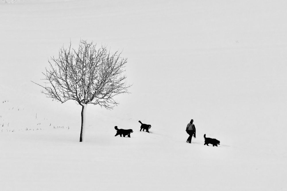 Winter silhouettes