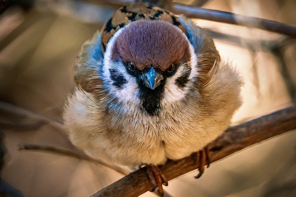 Фотография автора Ivanova Helena