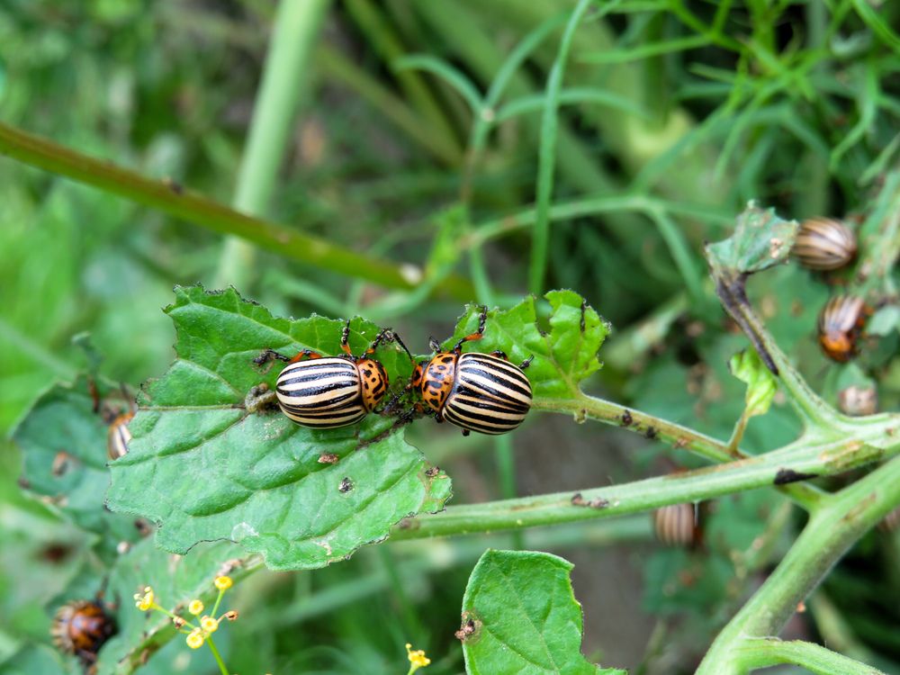 Colorado potato beetles