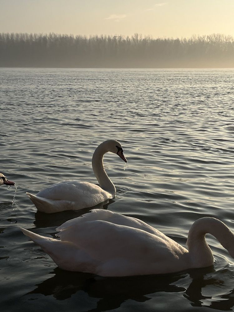 Photograph by Elizaveta