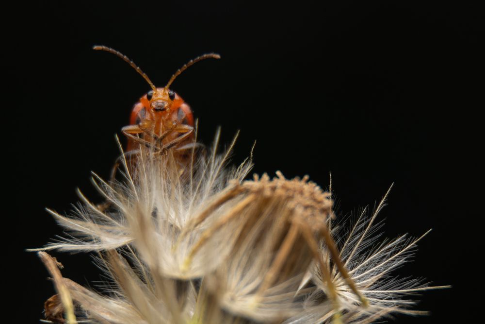 Photograph by Shehan Dondeenu