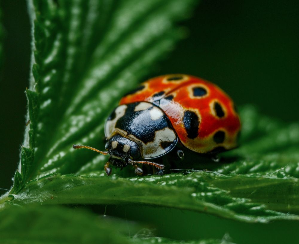 Photograph by Kirill Frolov