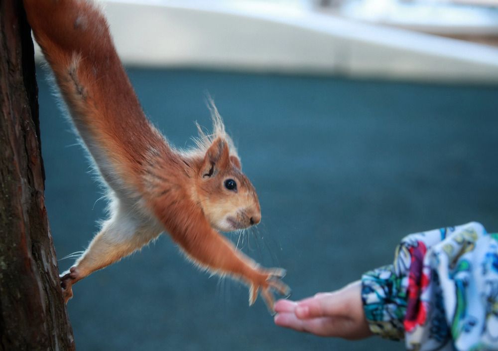 Photograph by Михаил Саидов