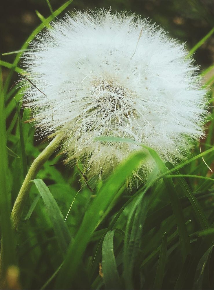 dandelion, a breath of essence