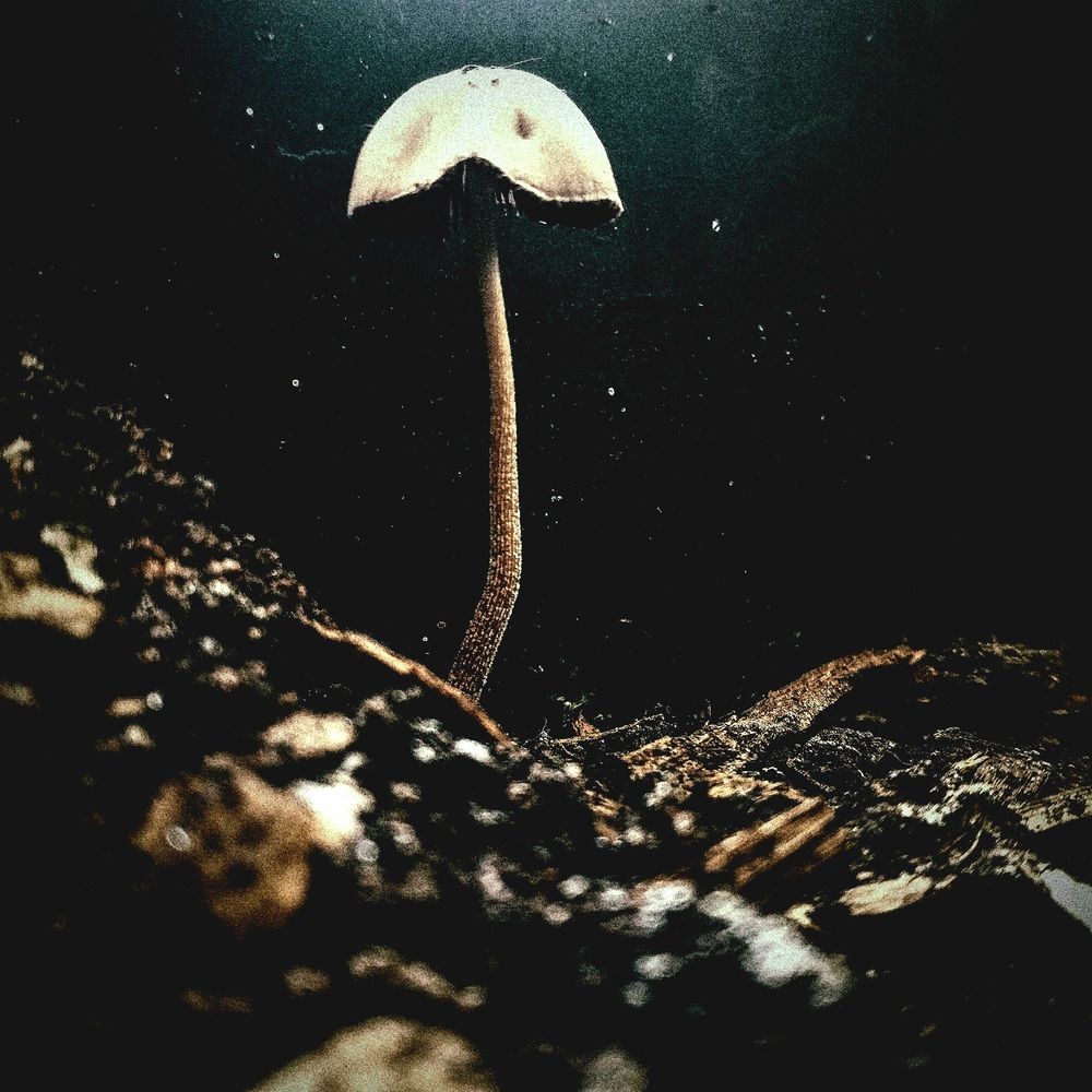mushroom lonely