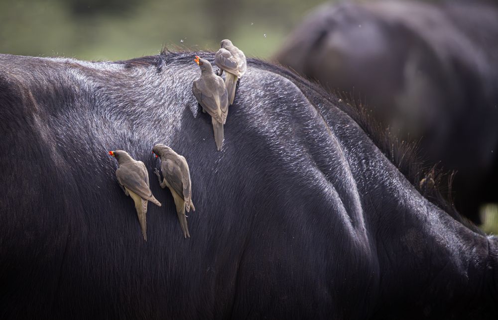 Photograph by Одаренко Ольга