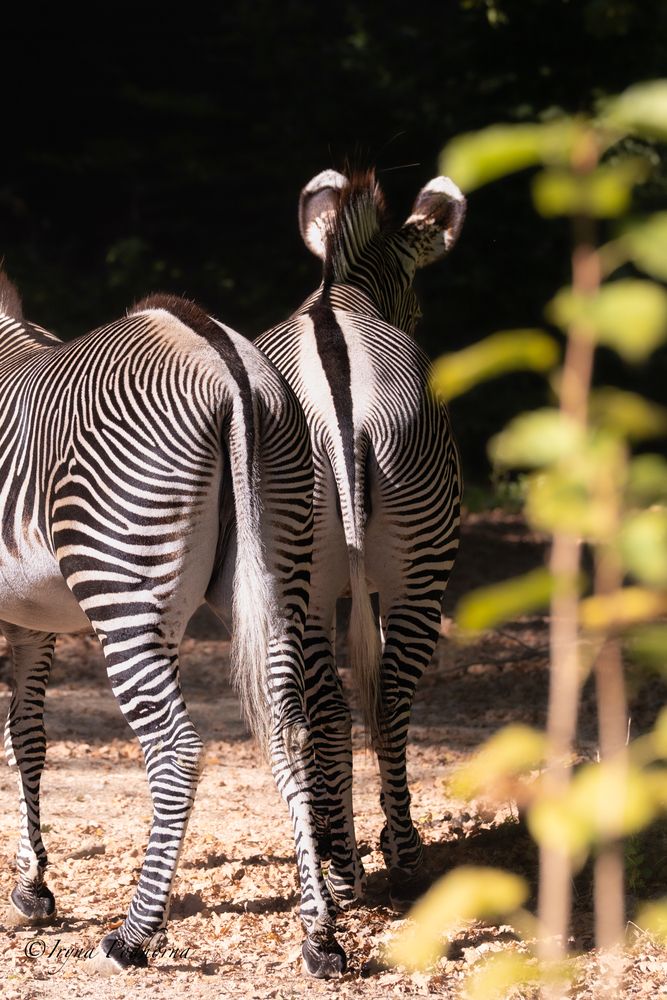 Photograph by Ирина Подгорная