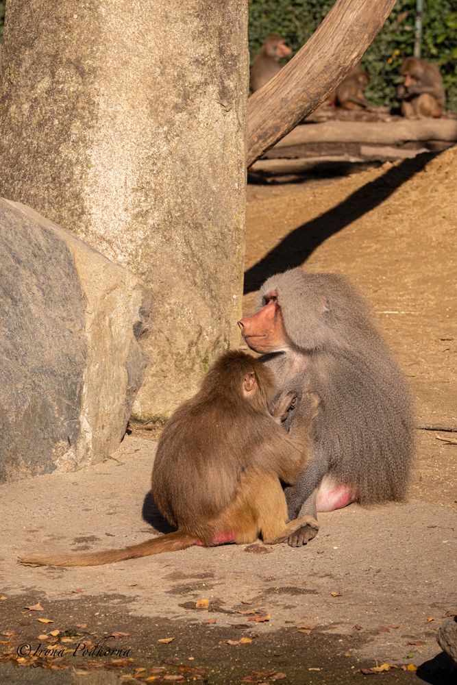 Photograph by Ирина Подгорная