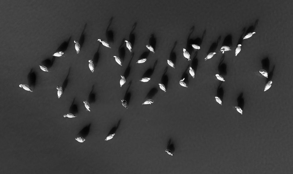 Shadows