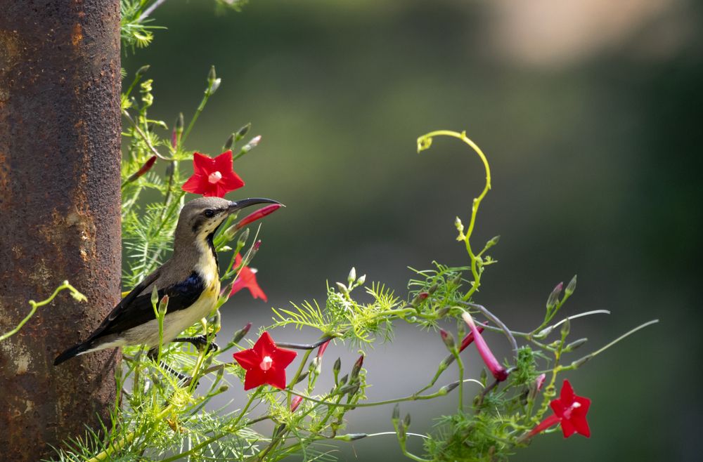 Photograph by shashiranjan prakash