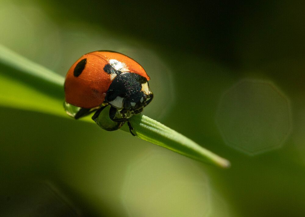 Photograph by Екатерина Счасная