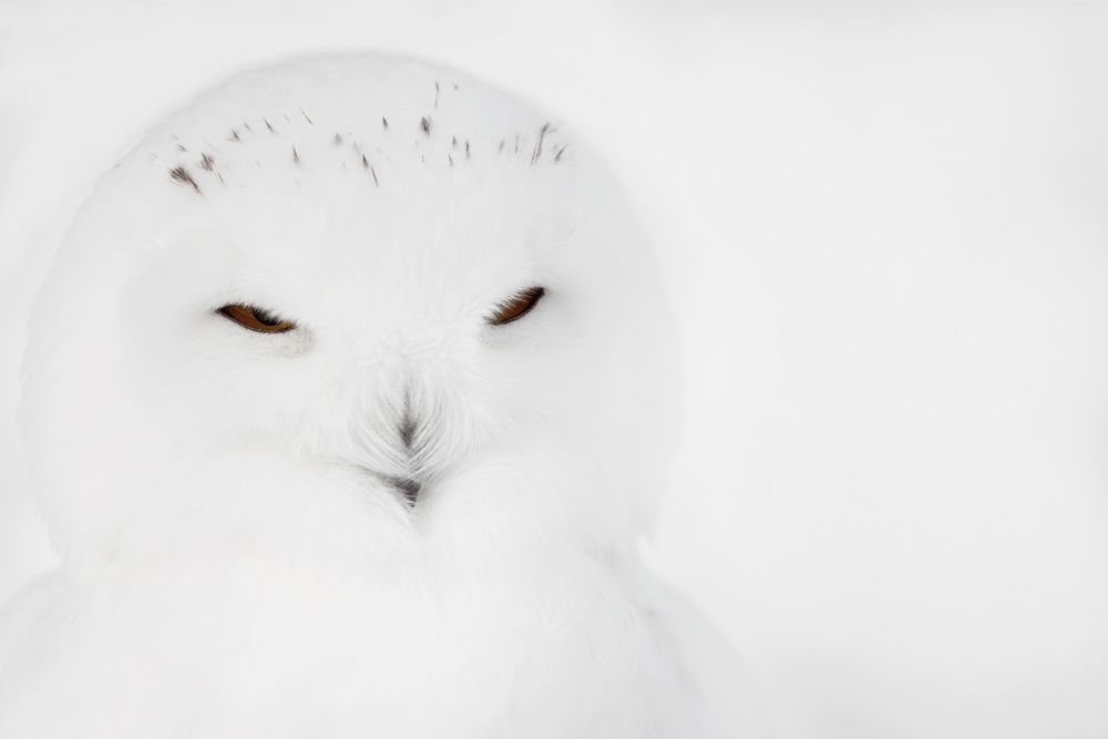 Photograph by Алексей Широбоков