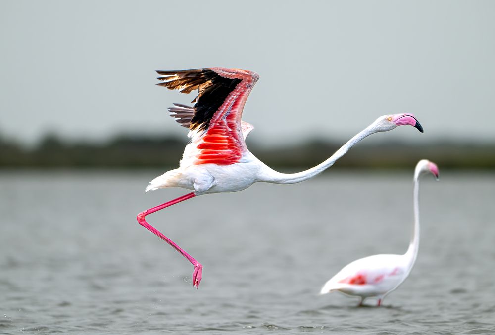 A beautiful flamingo that lost one of its precious legs due to human mistakes