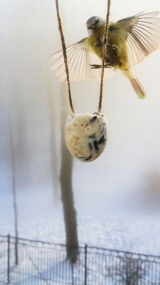 Фотография автора Марина Алексеевская