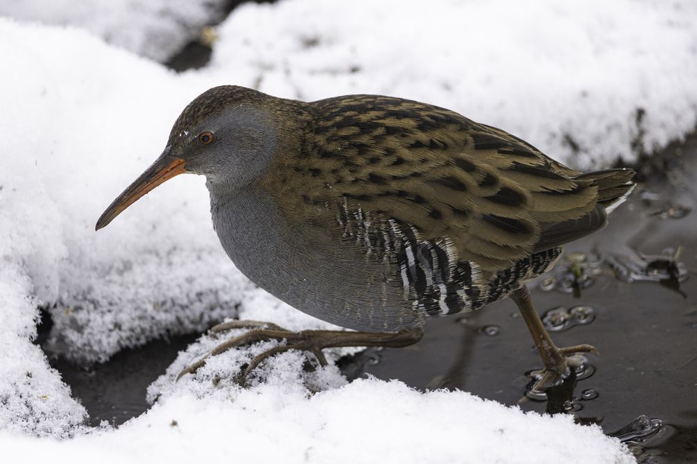 Фотография автора Руслан Мензулин