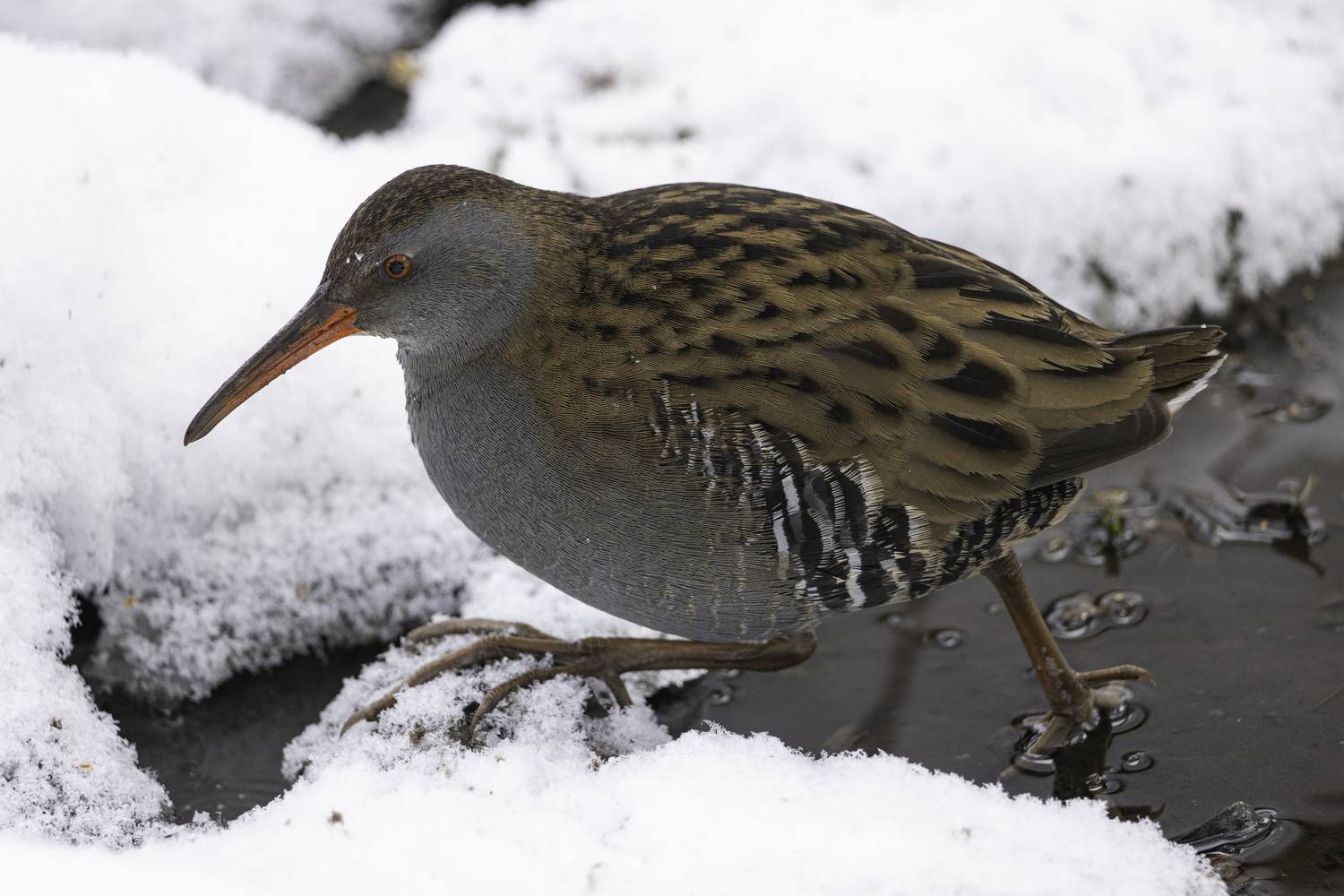 Фотография #13226160