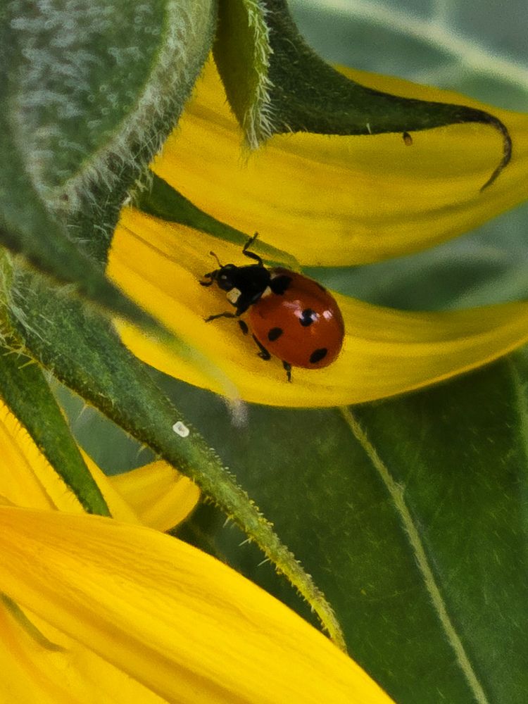 Photograph by Ирина Хлебникова