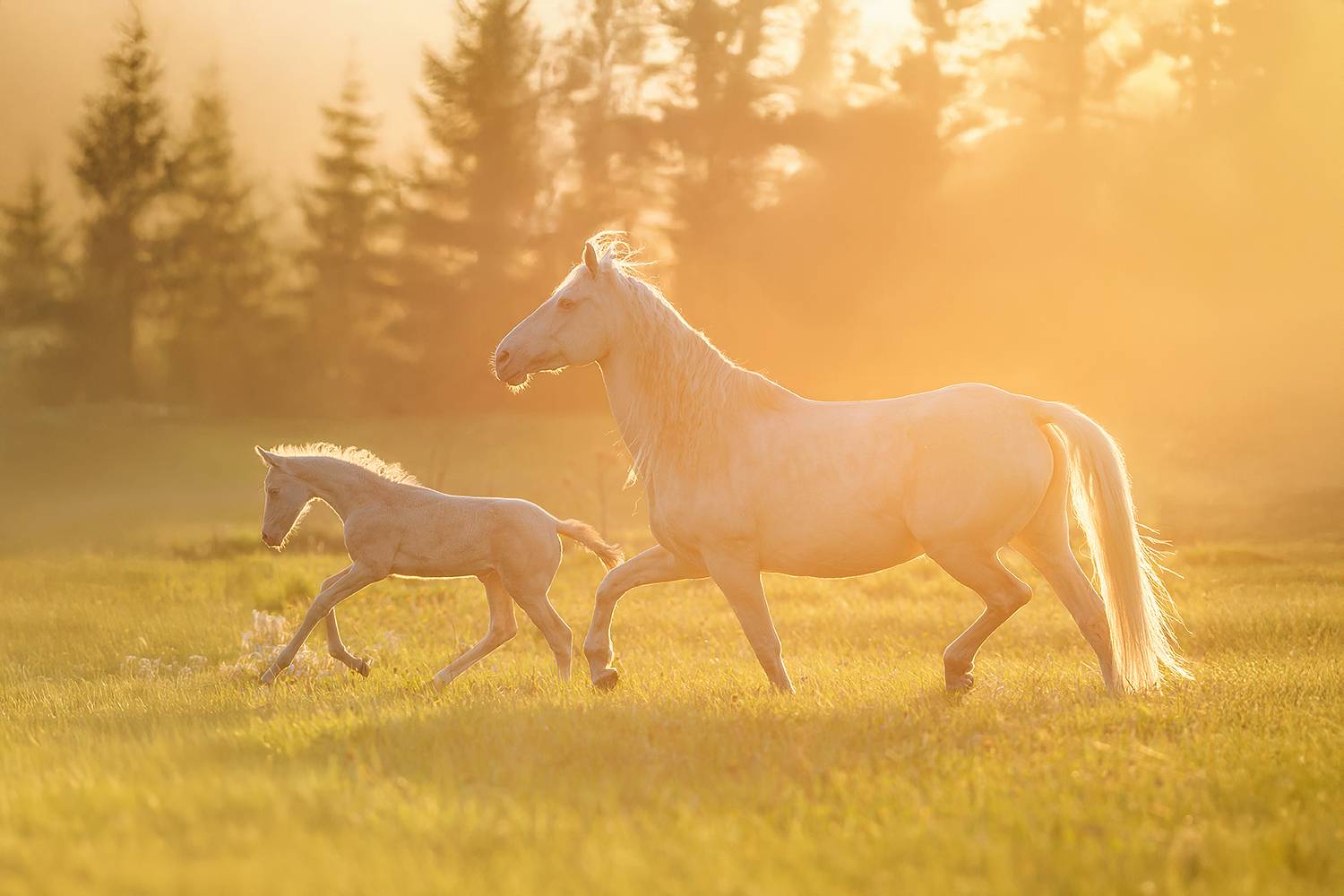 Нежность солнца